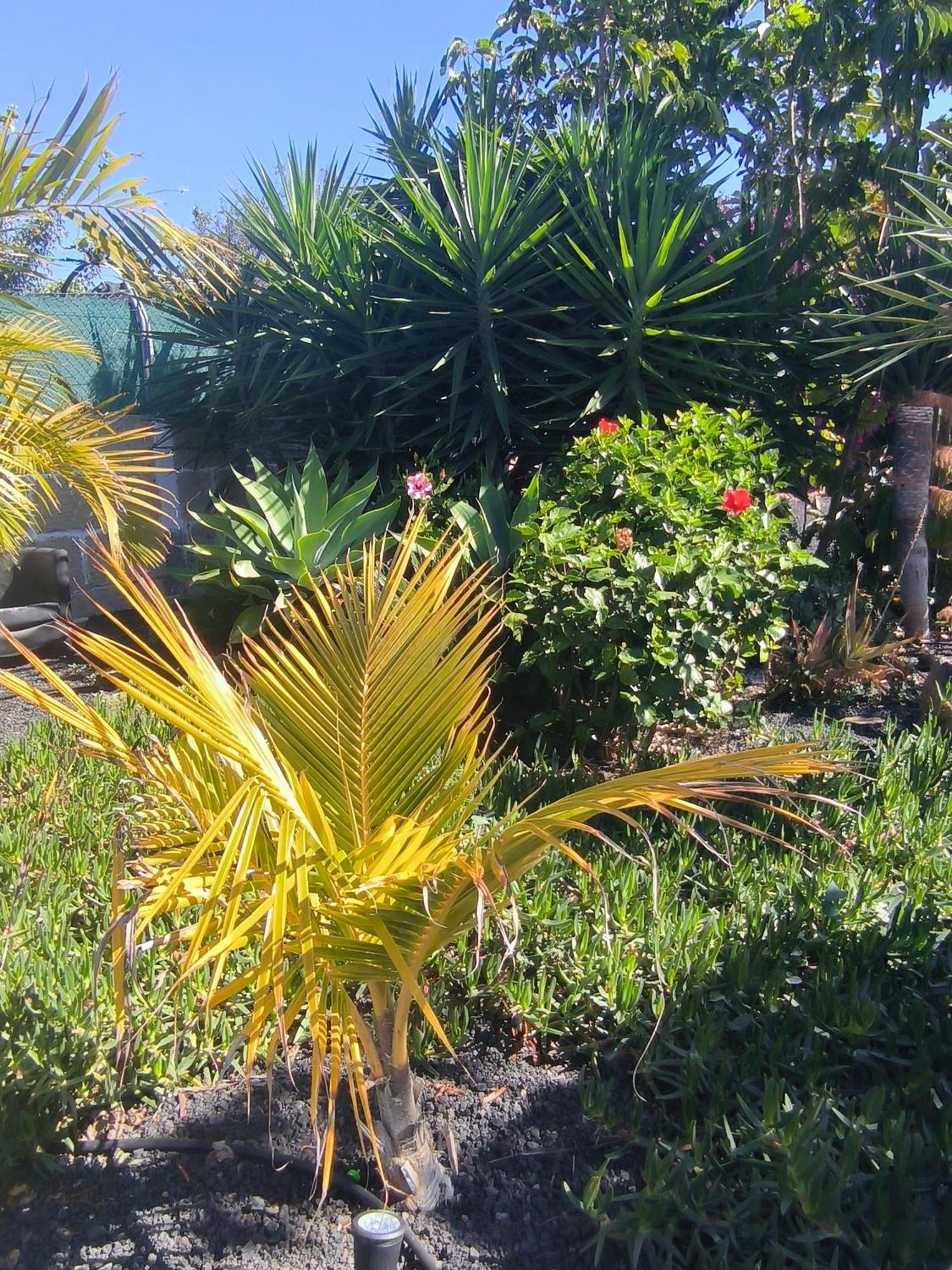Villa Daita 2 Villa Daita 3 Granadilla de Abona Kültér fotó